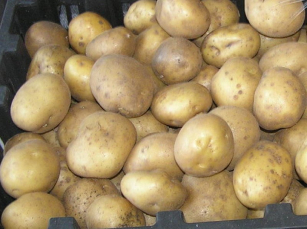 Когда созревает финский картофель Ханккиян и почему он так популярен у нас